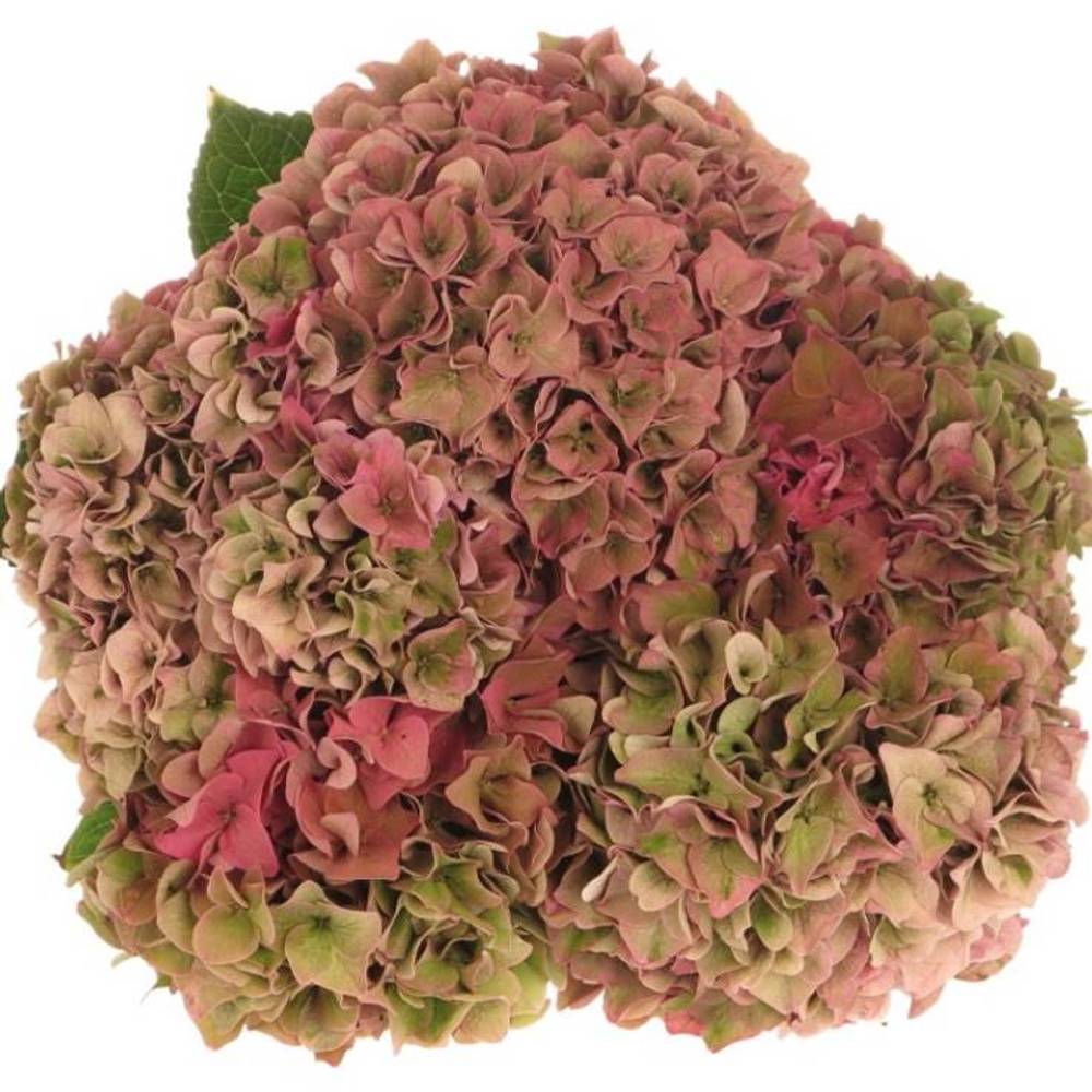 Hortensie alt rosa Rodeo Bol 20cm 70cm (Hortensien) | Heyl ...