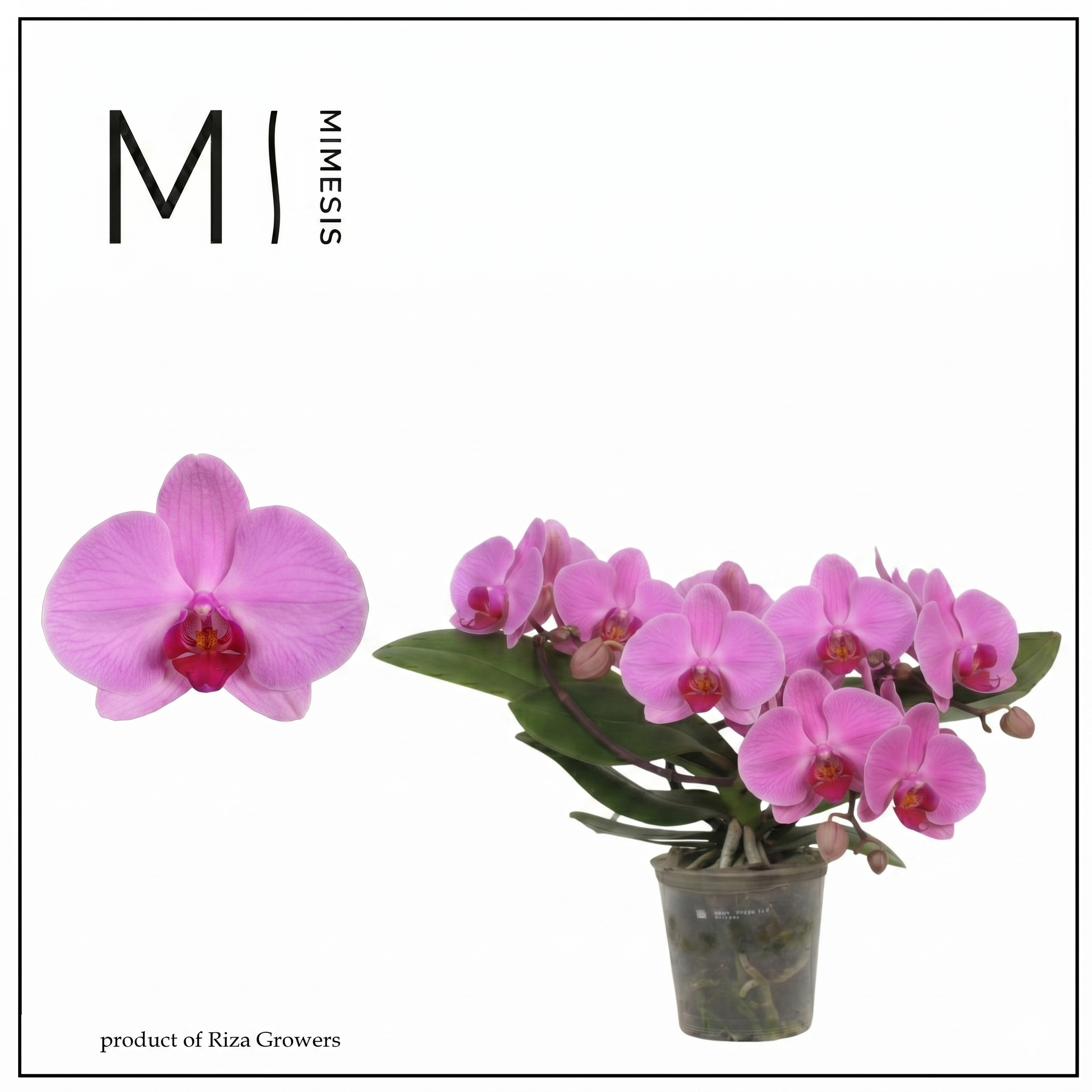 Phal.2-R hell rosa Mimesis Muse T12 H035