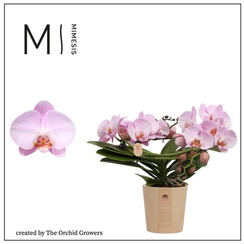 Phal.2-R rosa Mimesis Muse 25+ T12 H35
