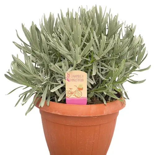 Lavendel Ang. T25 H45