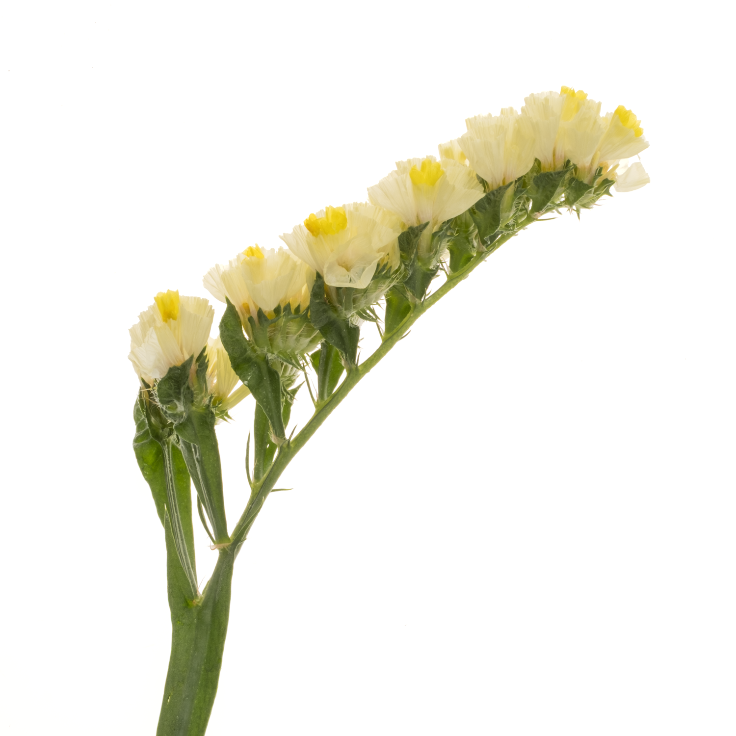 Statice gelb Canary Sun Birds 60 Gramm 80cm
