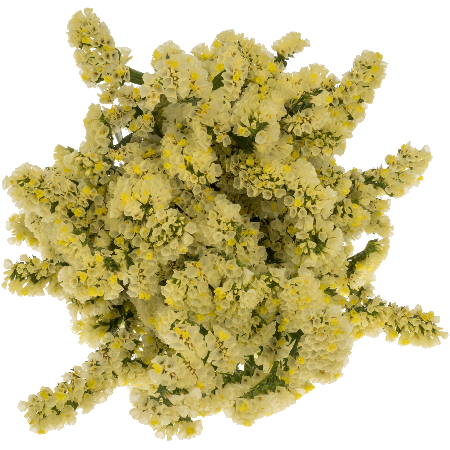 Statice gelb Canary Sun Birds 60 Gramm 80cm