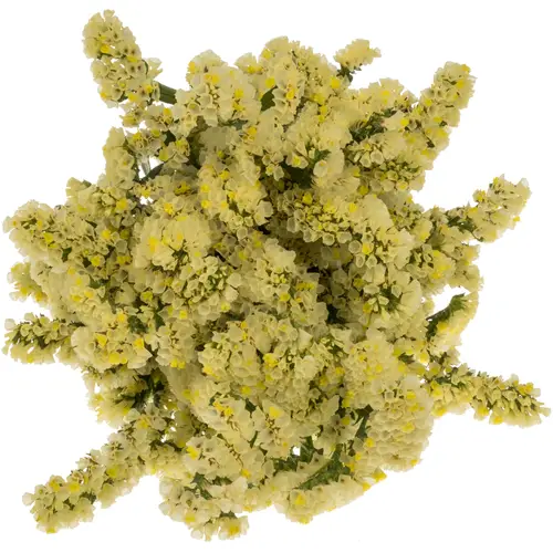 Statice gelb Canary Sun Birds 60 Gramm 80cm