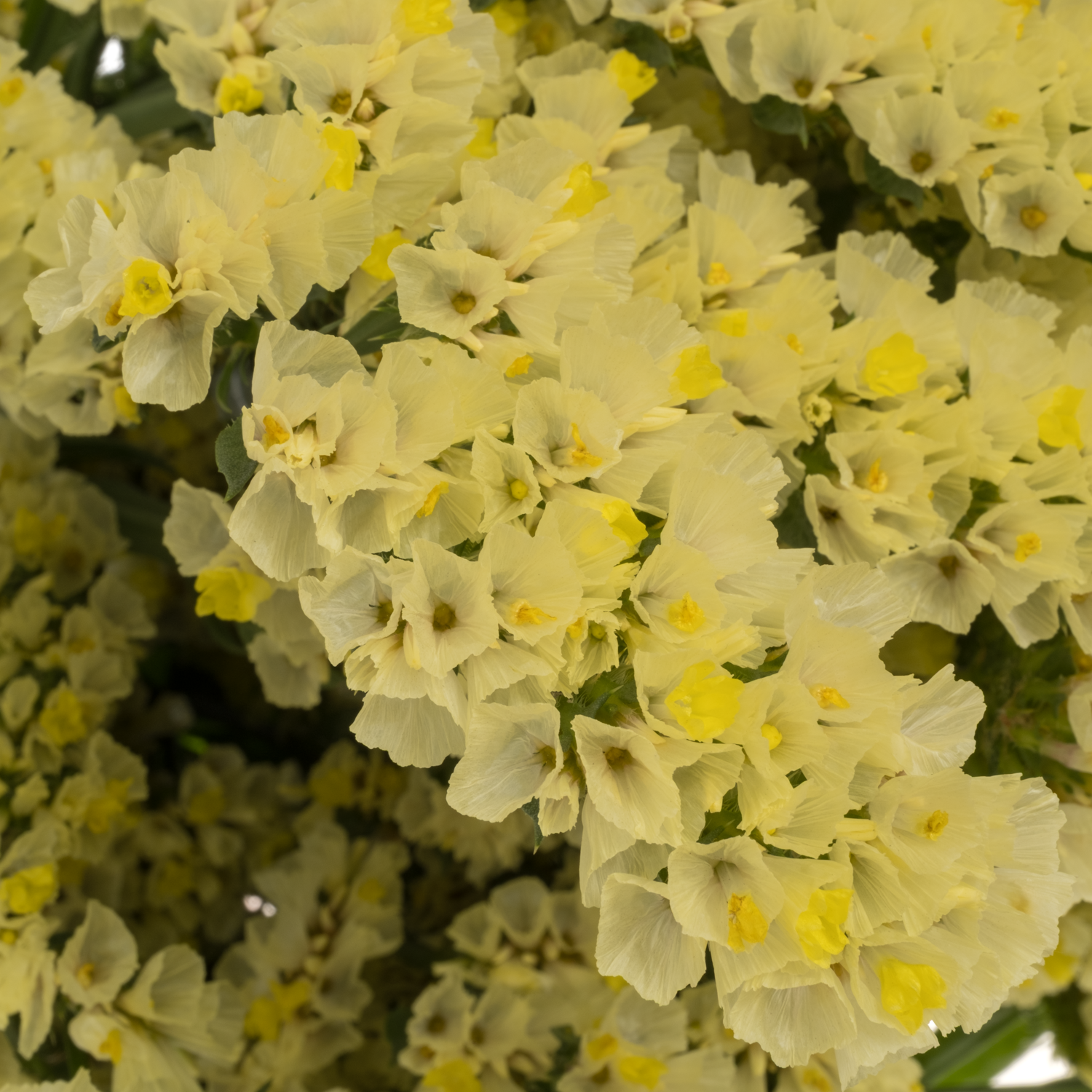 Statice gelb Canary Sun Birds 60 Gramm 80cm