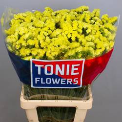 Statice gelb Canary Sun Birds 60 Gramm 80cm