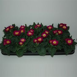 Pr.Acaulis Violet T09 H12