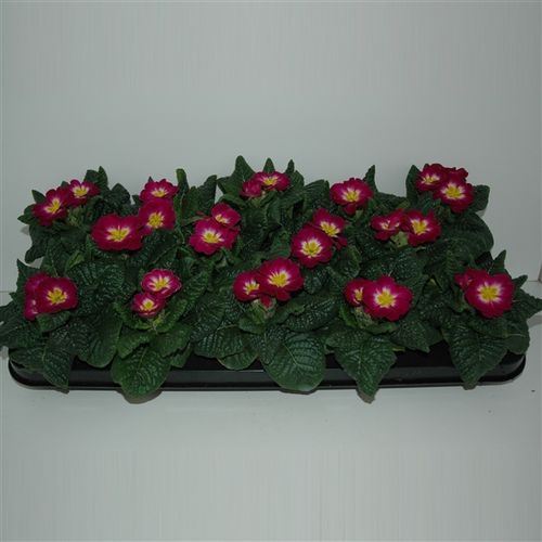 Pr.Acaulis Violet T09 H12