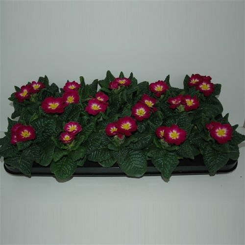 Pr.Acaulis Violet T09 H12