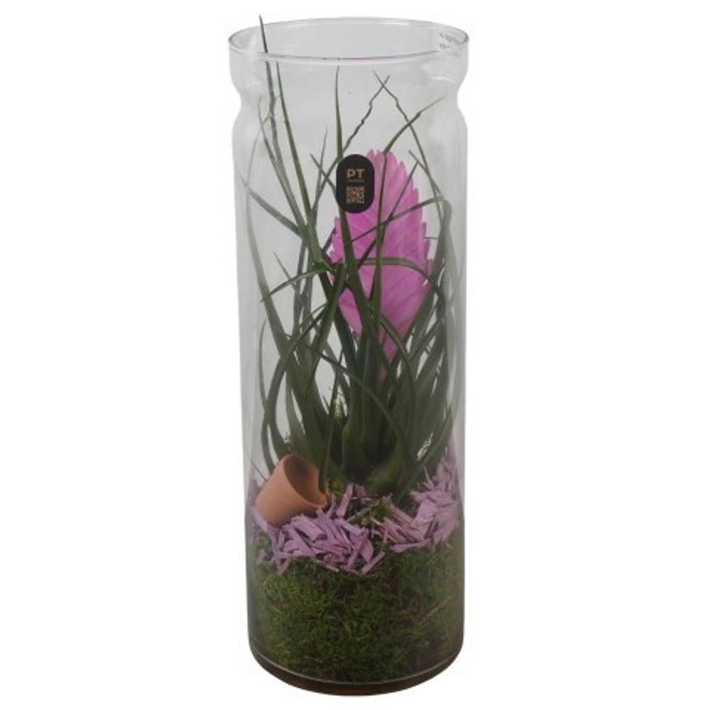 Tillandsia.Arr PTIG2720 T12 H036
