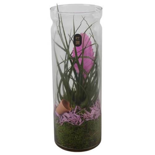 Tillandsia.Arr PTIG2720 T12 H036