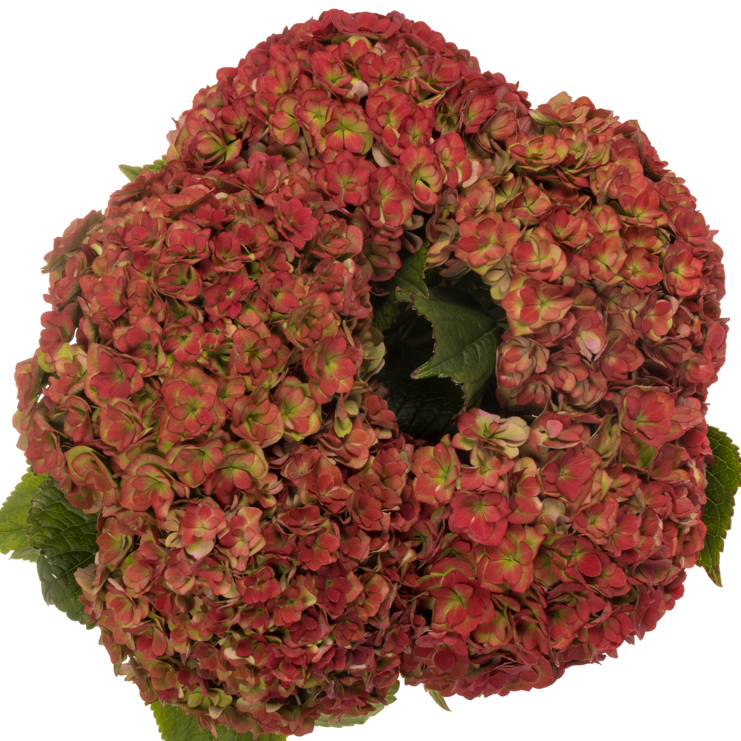 Hortensie rot/grün Anastasia cl Bol 20cm 65cm