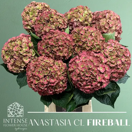 Hortensie rot/grün Anastasia cl Bol 20cm 65cm
