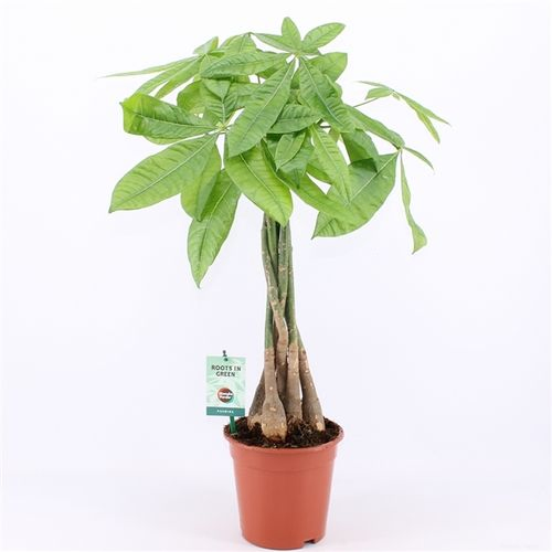 Pachira Aqautica T19 H80