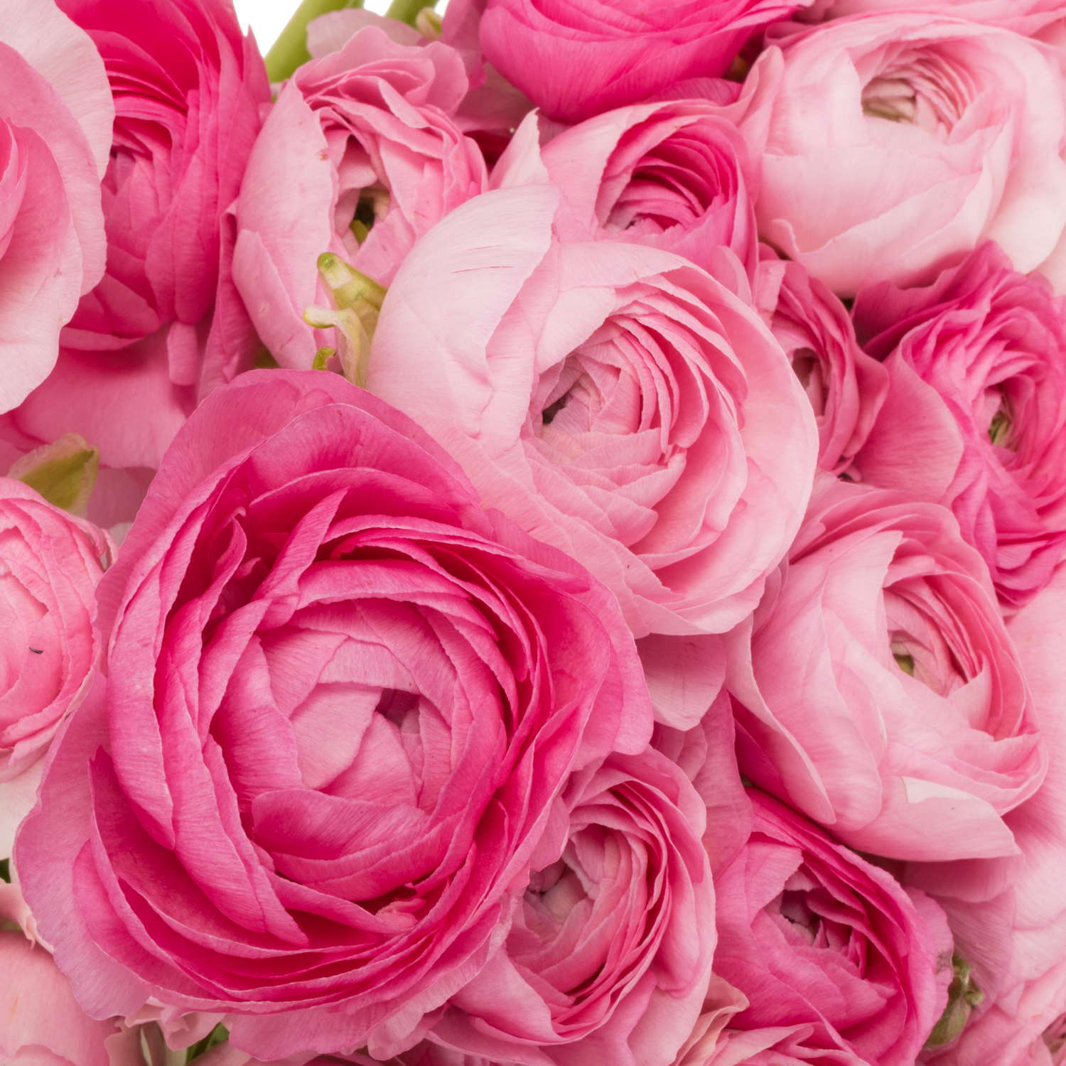 Ranunkel rosa Baby Pink Extra 40cm