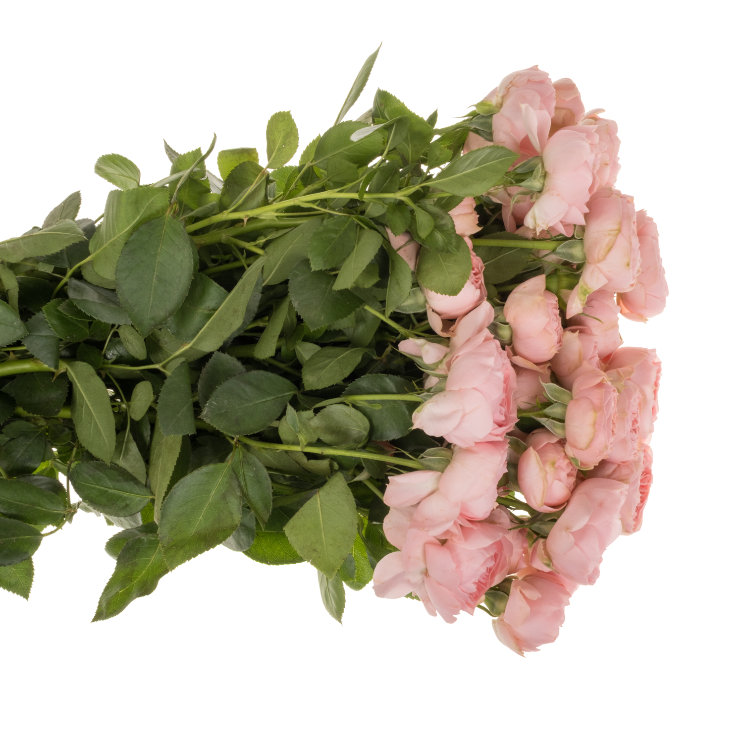 Rose verzweigt rosa Sandal Srane 5+Blüte 60cm