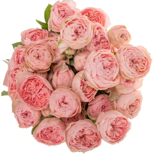 Rose verzweigt rosa Sandal Srane 5+Blüte 60cm