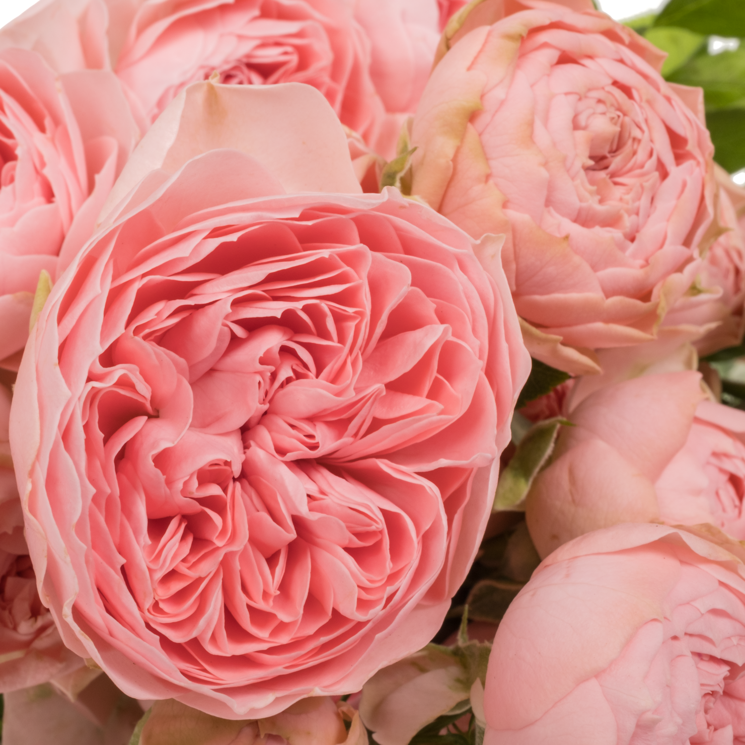 Rose verzweigt rosa Sandal Srane 5+Blüte 60cm