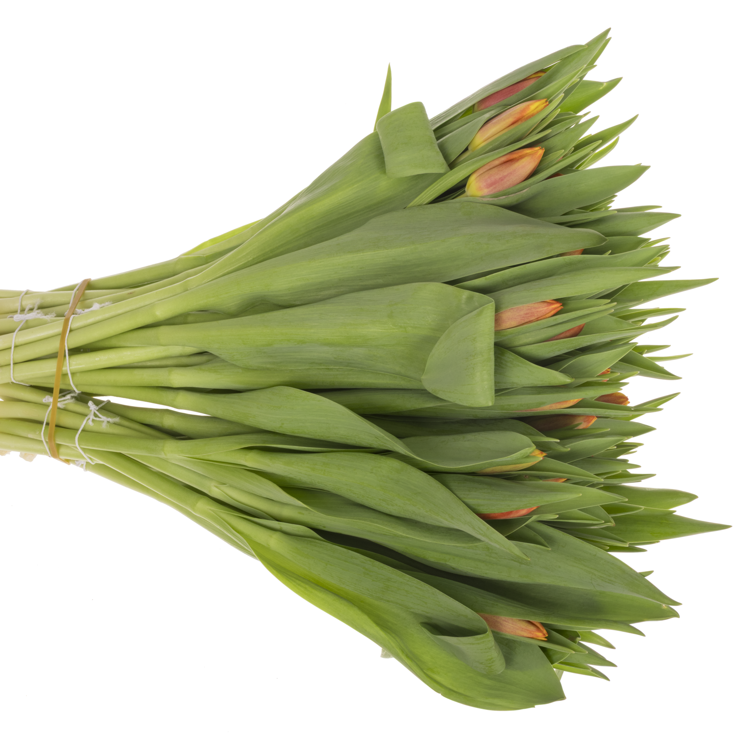 Tulpe orange/gelb Dow Jones 32 Gramm