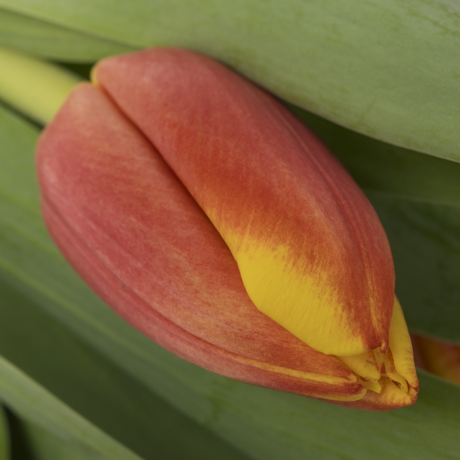 Tulpe orange/gelb Dow Jones 32 Gramm