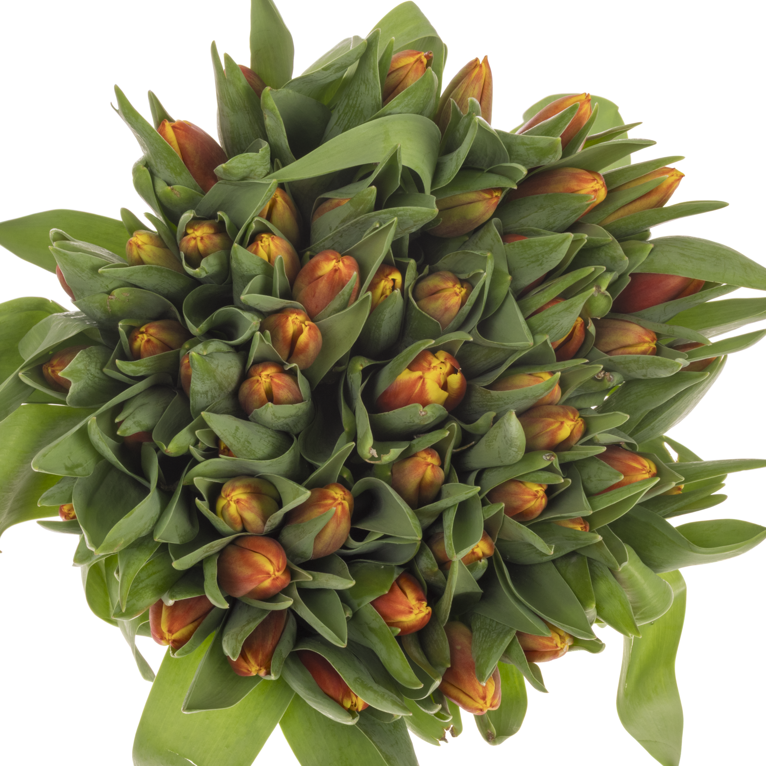 Tulpe orange/gelb Dow Jones 32 Gramm