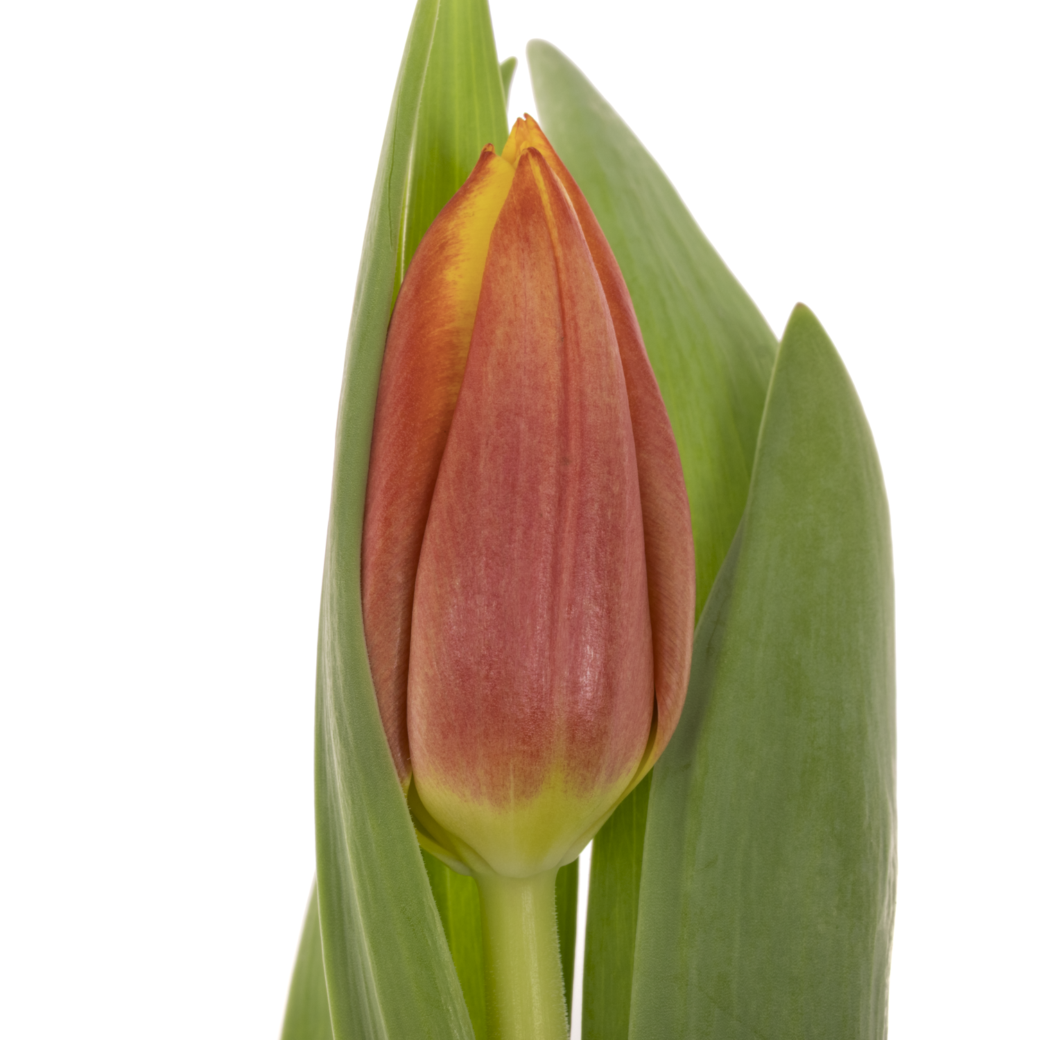 Tulpe orange/gelb Dow Jones 32 Gramm