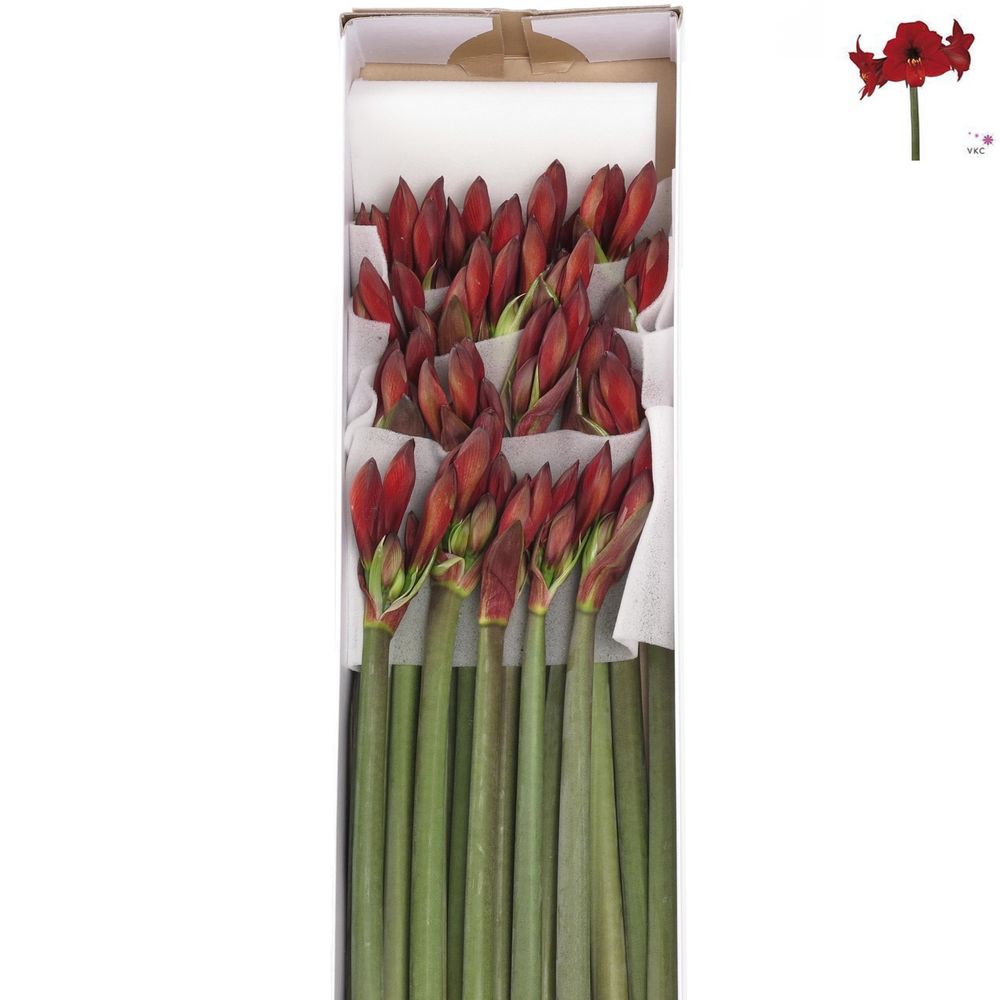 Amaryllis Krt.rot Rapido Mini Blüte X18