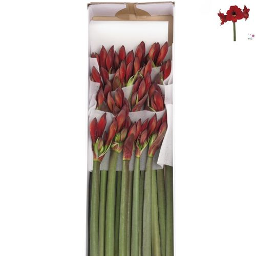 Amaryllis Krt.rot Rapido Mini Blüte X18