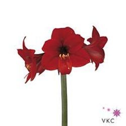 Amaryllis Krt.rot Rapido Mini Blüte X18