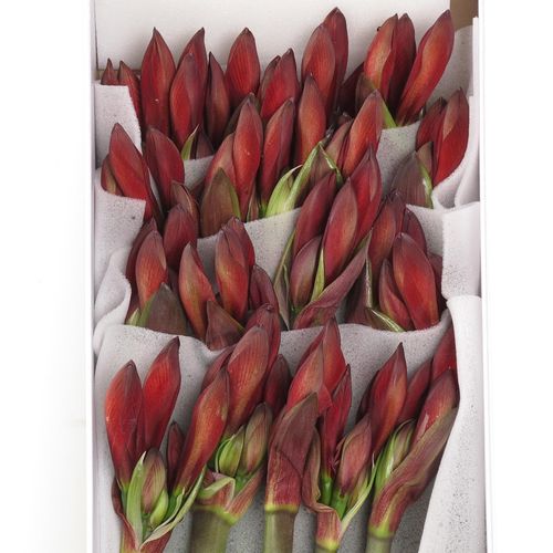Amaryllis Krt.rot Rapido Mini Blüte X18