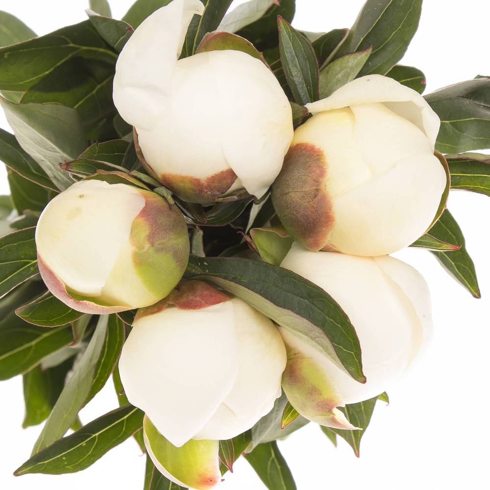 Pfingstrose creme/weiss gefüllt Nicholls 50cm