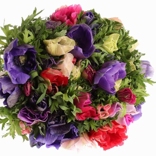 Anemone mix Import 35cm
