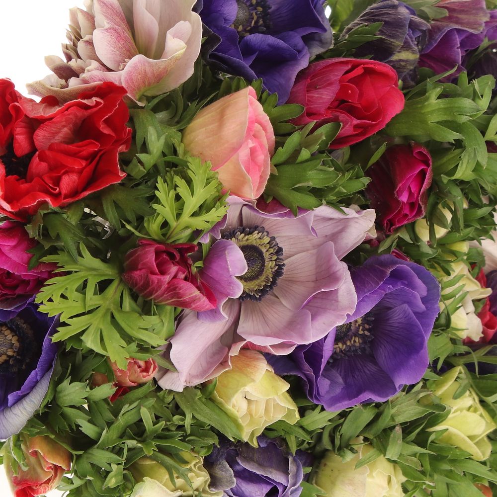 Anemone mix Import 35cm