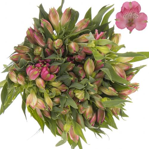 Alstroemerie rosa Avianna 55 Gramm 75cm