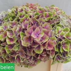 Hortensie lila/grün sweet esperance Bol 22cm 50cm