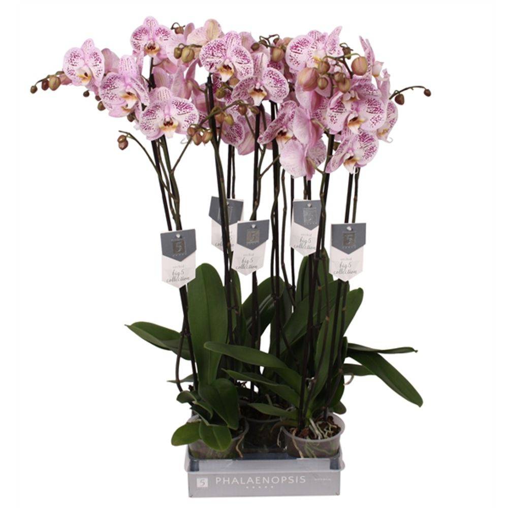 Phal.2-R rosa Spotted World T12 H060