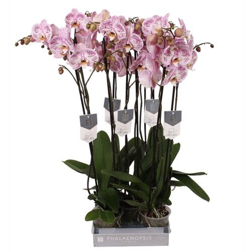 Phal.2-R rosa Spotted World T12 H060