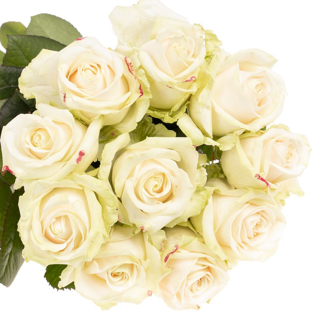 Rose creme Lovely Avalanche 80cm