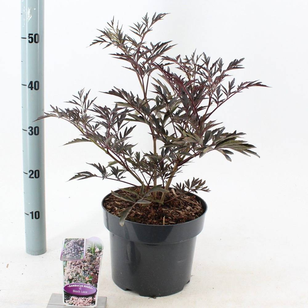 Sambucus hell rosa nigra Black Lace ('Eva'PBR) T23 H055