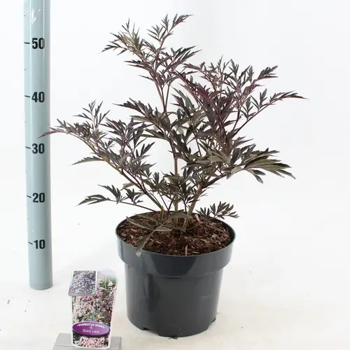 Sambucus hell rosa nigra Black Lace ('Eva'PBR) T23 H055