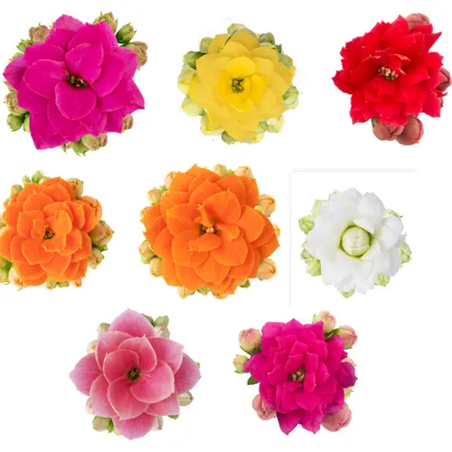 Kalanchoe Gef. mix T06 H008