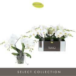 Phal.2-R weiss Tablot T12 H40