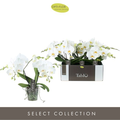 Phal.2-R weiss Tablot T12 H40