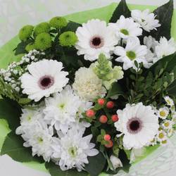 Strauß weiss Germini Muttertag 50cm 18Stiel