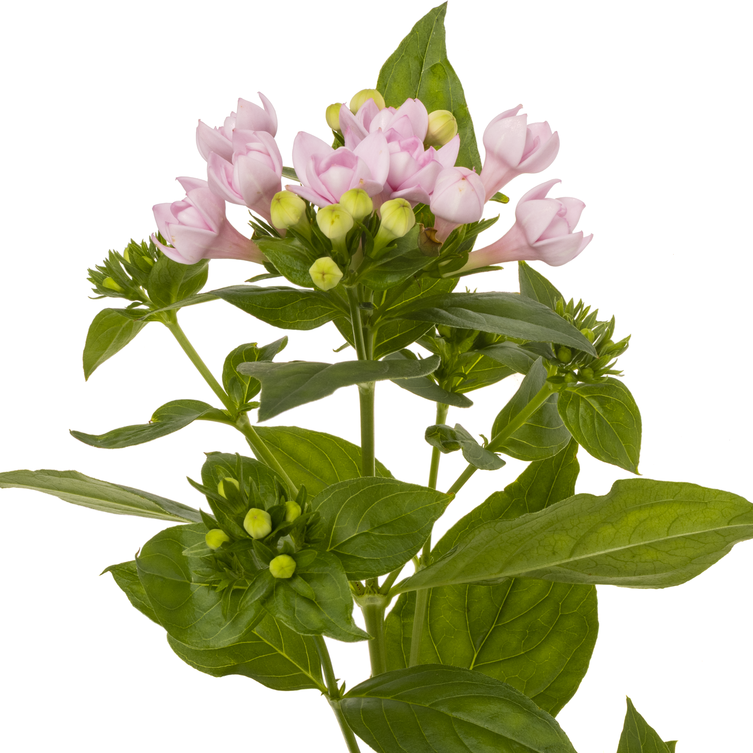 Bouvardie rosa princie imp 70cm