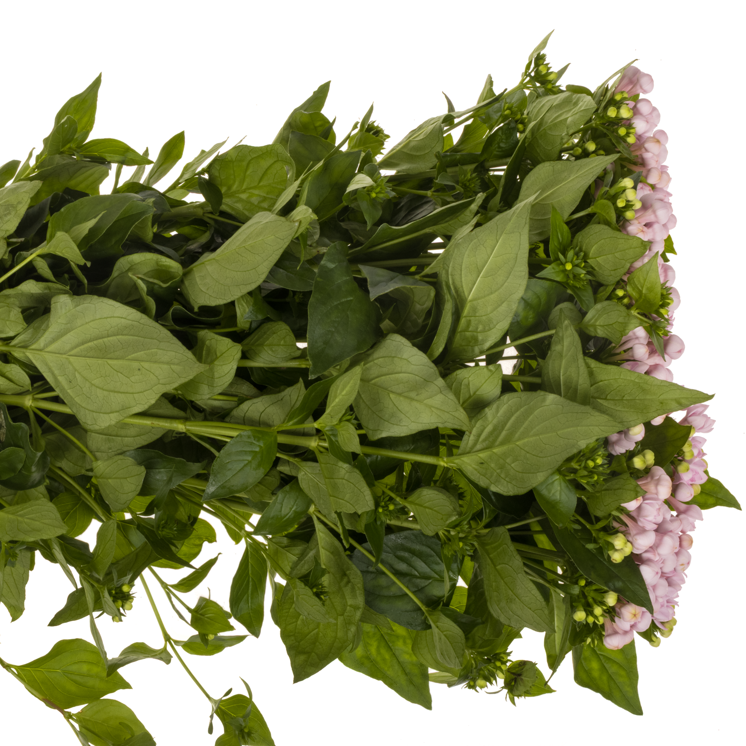 Bouvardie rosa princie imp 70cm