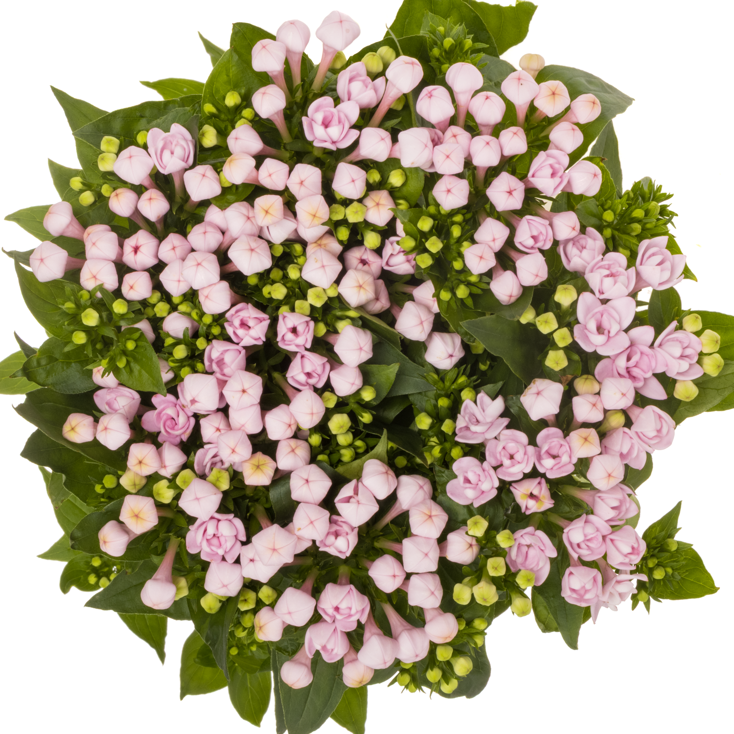 Bouvardie rosa princie imp 70cm