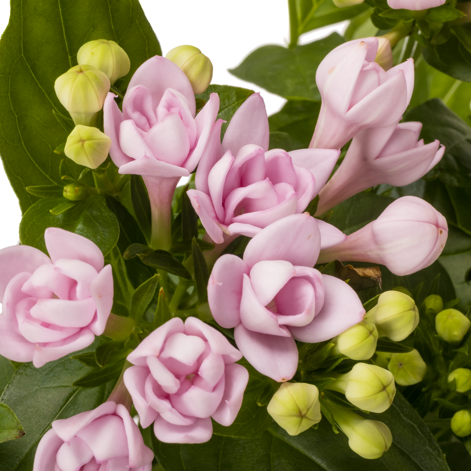 Bouvardie rosa princie imp 70cm