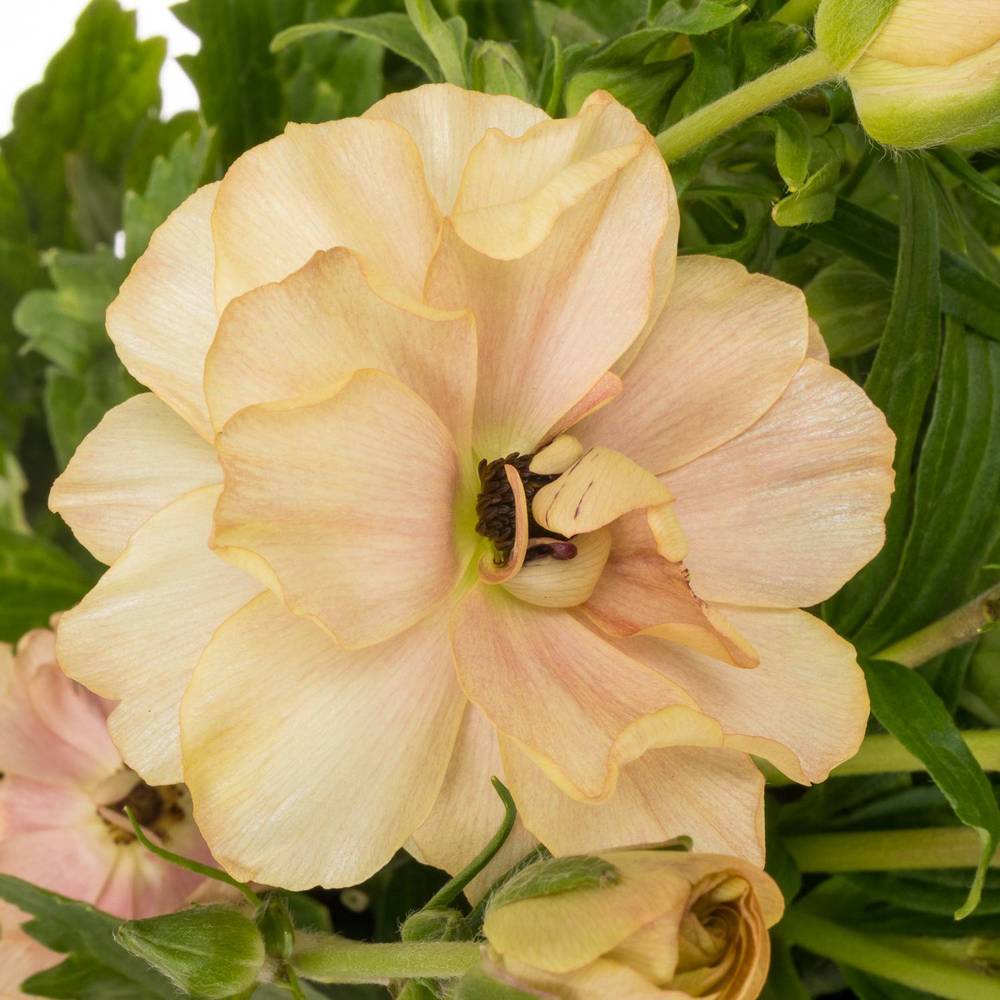 Ranunkel apricot Butterfly Hestia 60cm