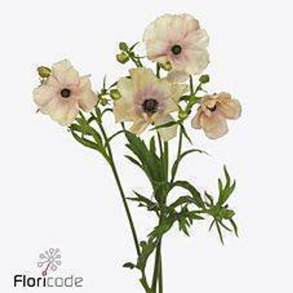 Ranunkel apricot Butterfly Hestia 60cm