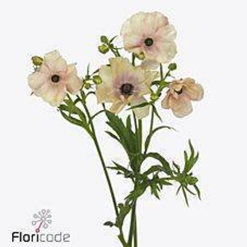 Ranunkel apricot Butterfly Hestia 60cm